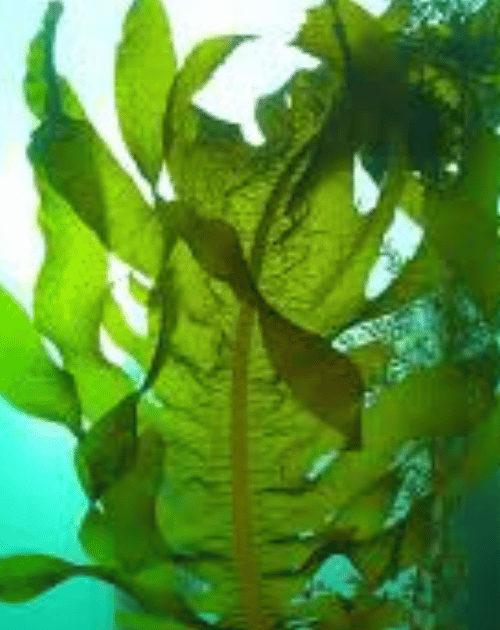 Fucoxanthin From Sea Weeds